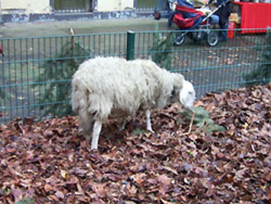 Schaf im Eliashof