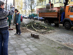 Baumfällungen im Gleimviertel