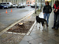 Baumfällungen im Gleimviertel Baumfällungen im Gleimviertel