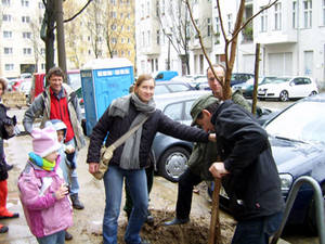 Neupflanzung von Bäumen in der Sonnenburger Str.